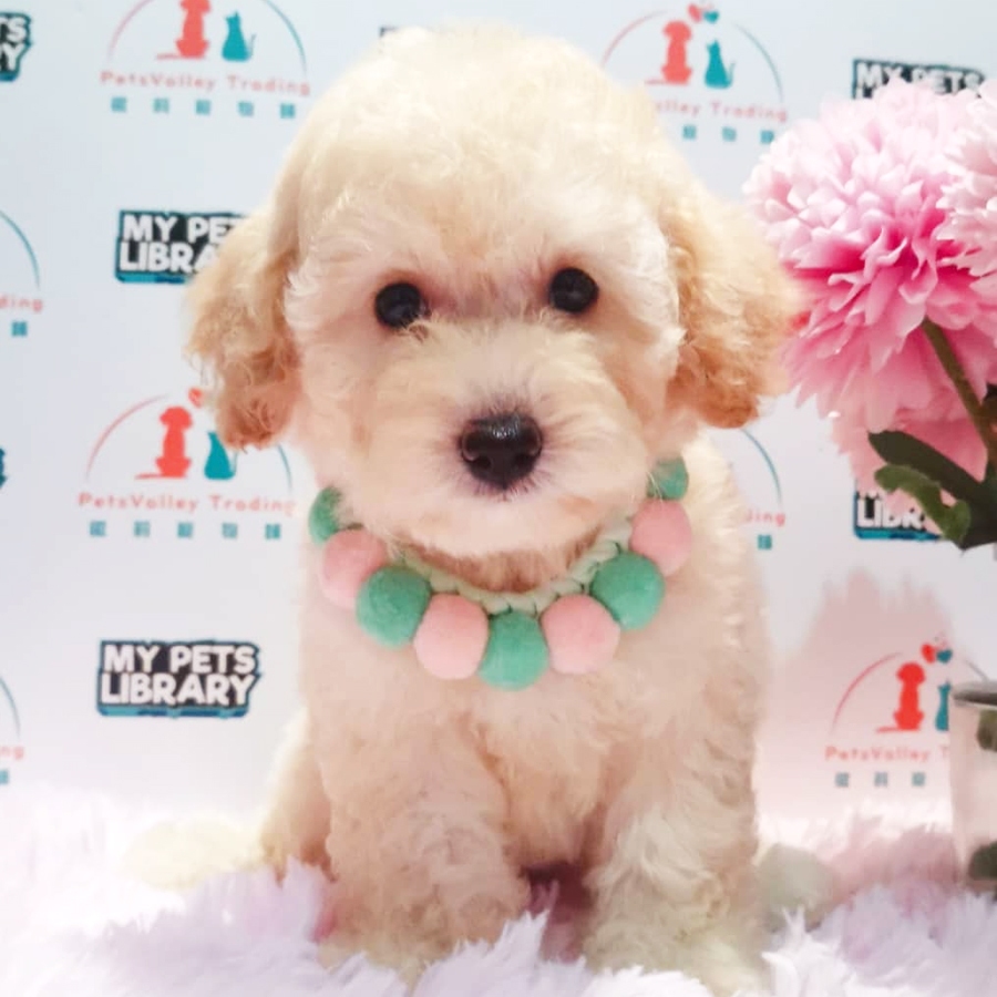 Toy Poodle Puppy (Female) For Sale