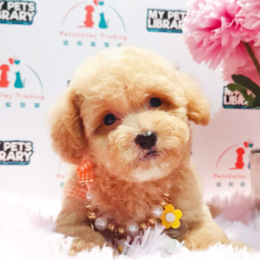 Toy Poodle Puppy (Female) For Sale