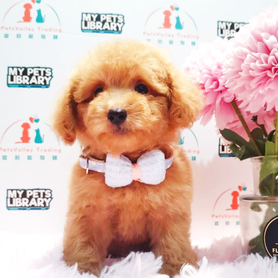 Toy Poodle Puppy (Male) For Sale