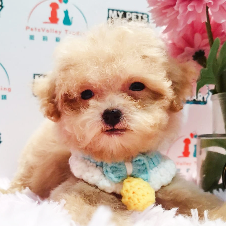 Toy Poodle Puppy (Male) For Sale