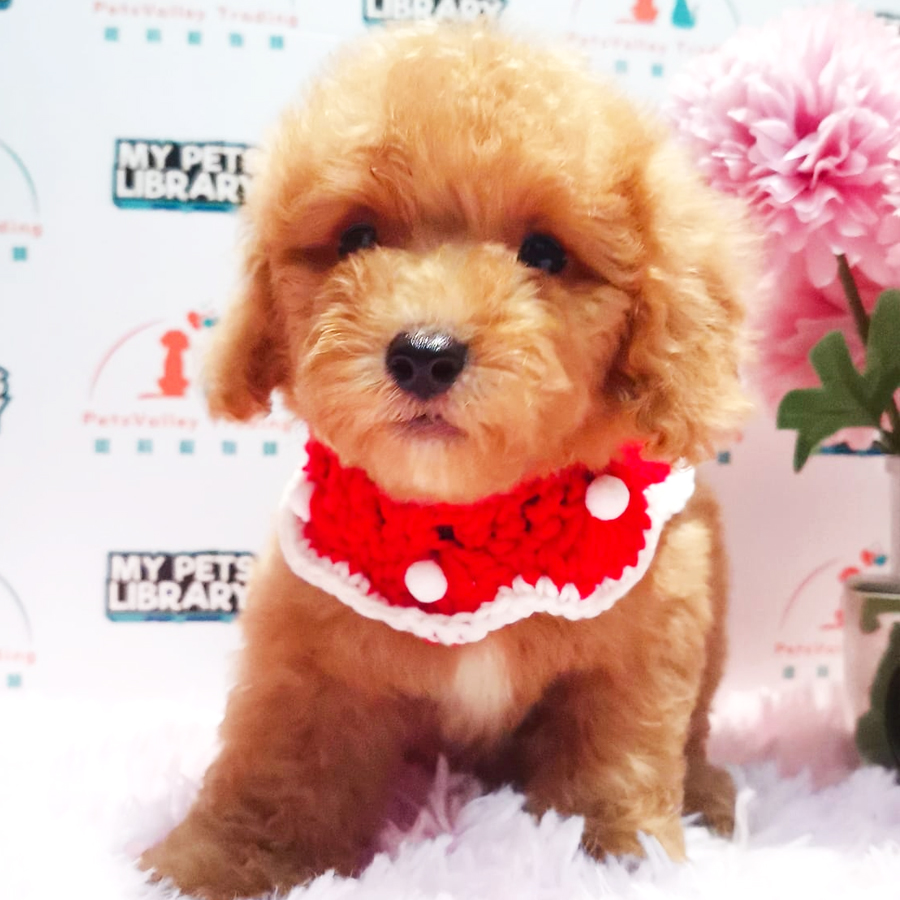 Toy Poodle Puppy (Male) For Sale
