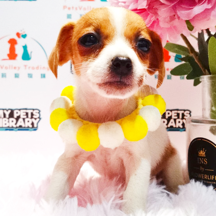 Jack Russell Terrier Puppy (Female) For Sale