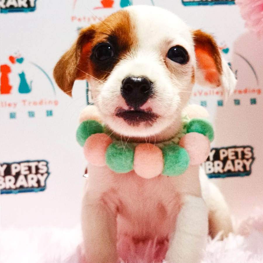 Jack Russell Terrier Puppy (Male) For Sale