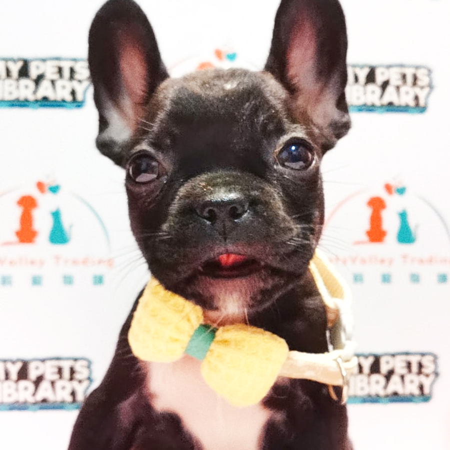 French Bulldog Terrier Puppy (Female) For Sale