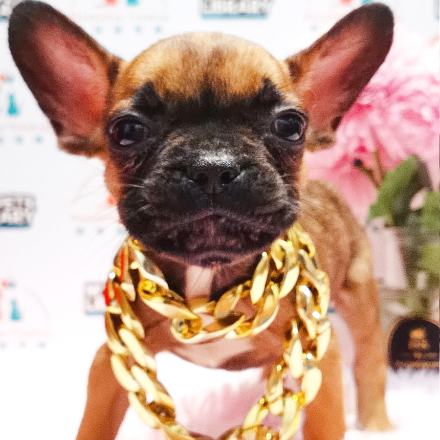 French Bulldog Terrier Puppy (Male) For Sale