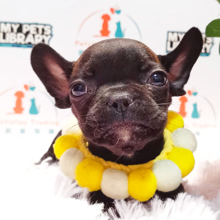 French Bulldog Terrier Puppy (Female) For Sale
