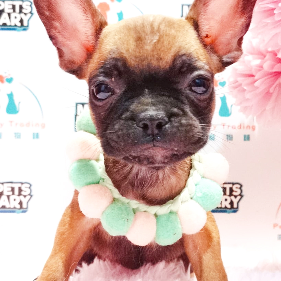 French Bulldog Terrier Puppy (Female) For Sale