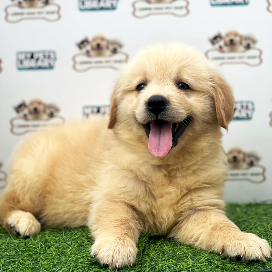 Golden Retriever Puppy (Female) For Sale