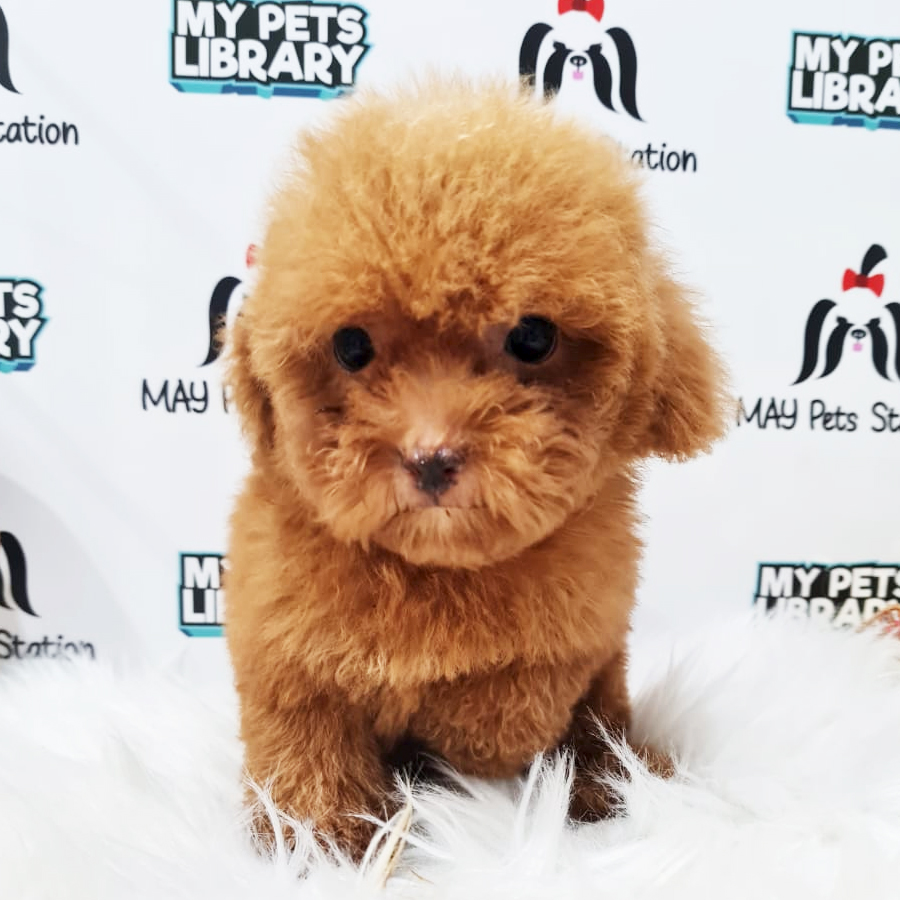 Toy Poodle Puppy (Female) For Sale