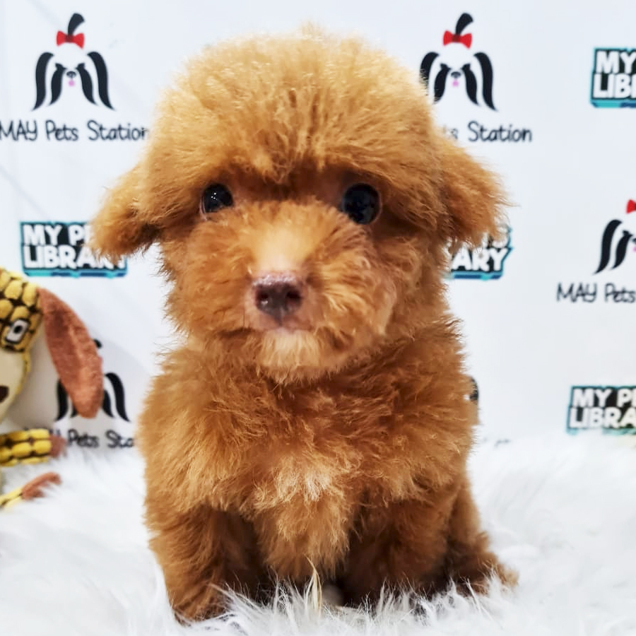 Toy Poodle Puppy (Male) For Sale