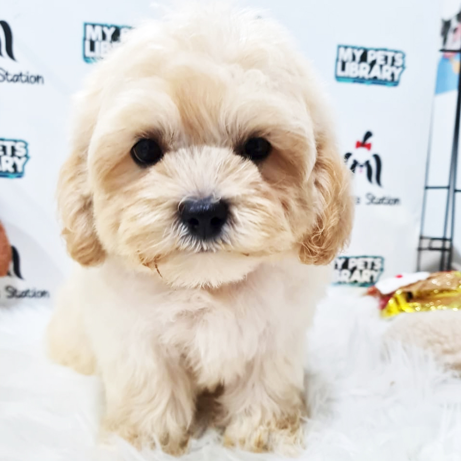 Shihpoo Puppy (Male) For Sale