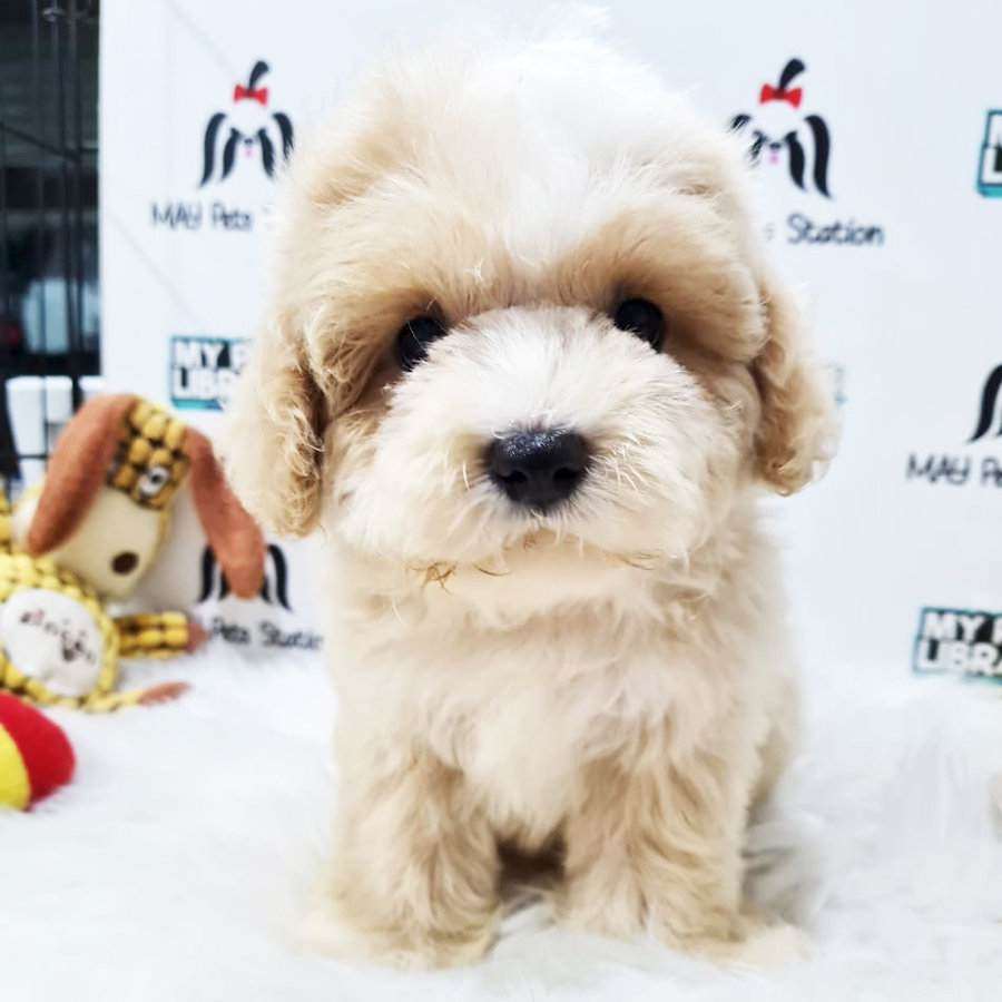 Shihpoo Puppy (Male) For Sale