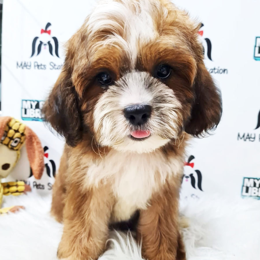 Shihpoo Puppy (Male) For Sale
