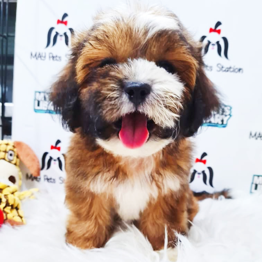 Shihpoo Puppy (Male) For Sale