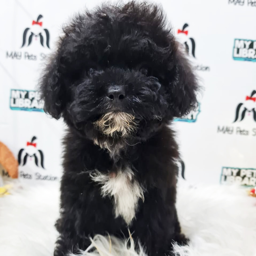 Shihpoo Puppy (Male) For Sale