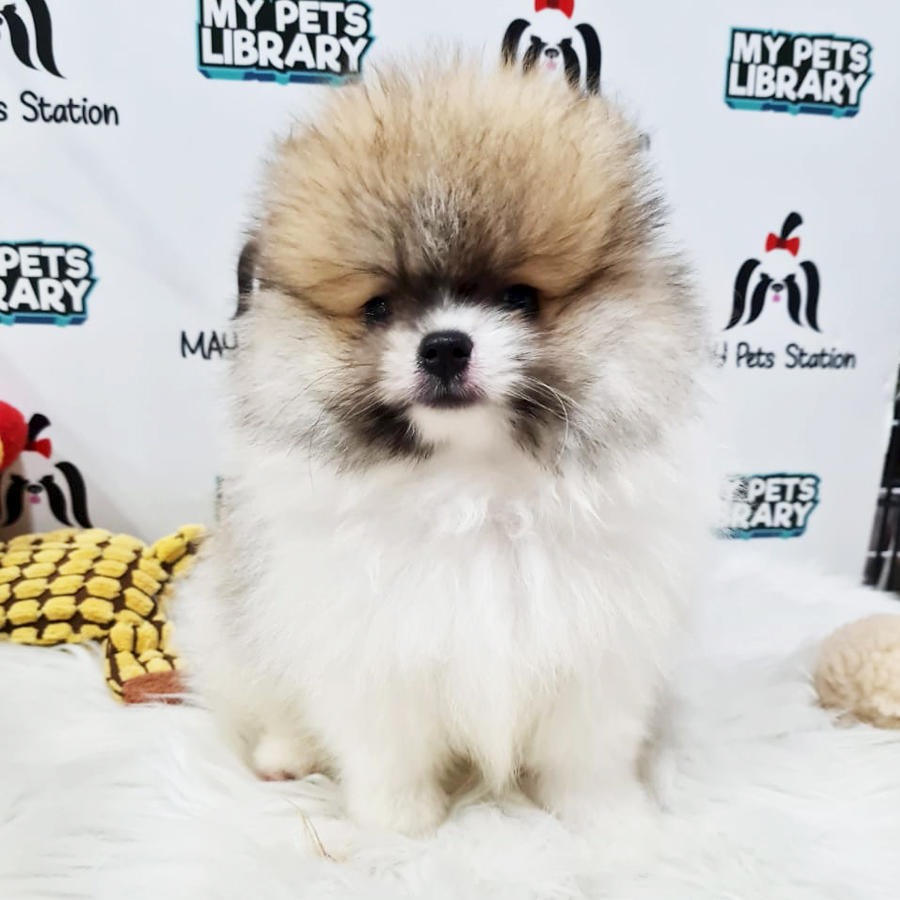 Pomeranian Puppy (Male) For Sale