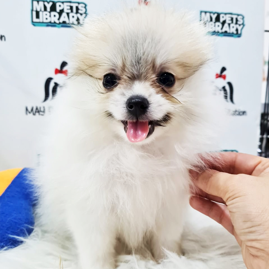 Pomeranian Puppy (Female) For Sale