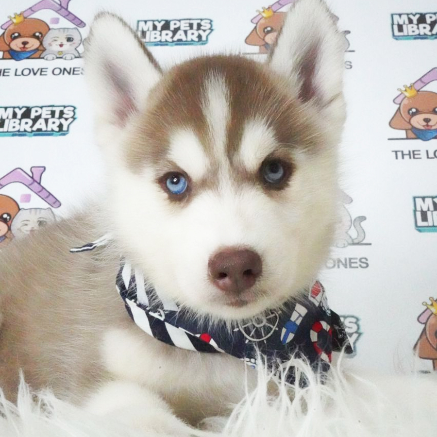MKA Siberian Husky Puppy (Male) For Sale