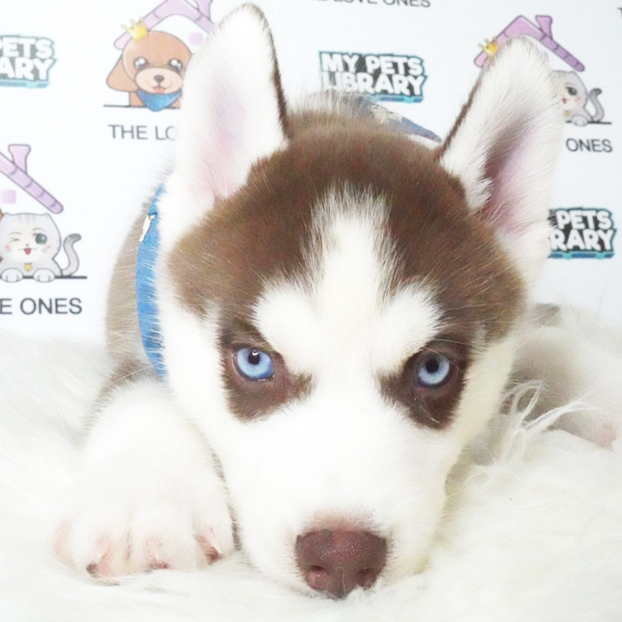 MKA Siberian Husky Puppy (Male) For Sale