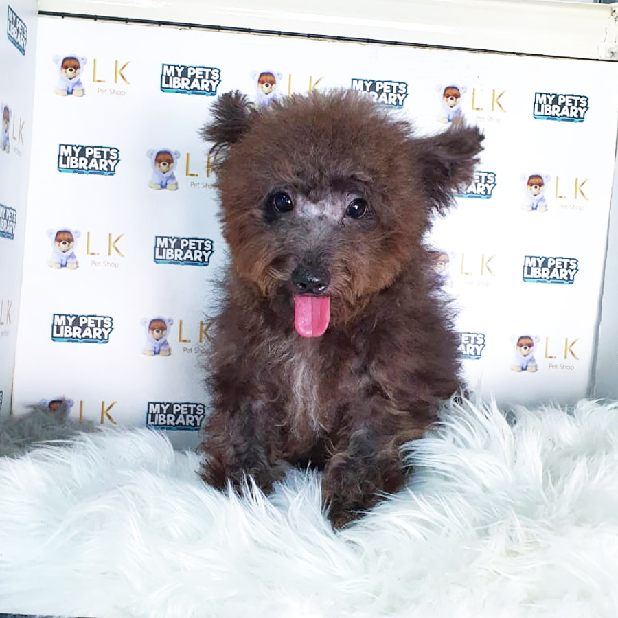 Toy Poodle Puppy (Male) For Sale