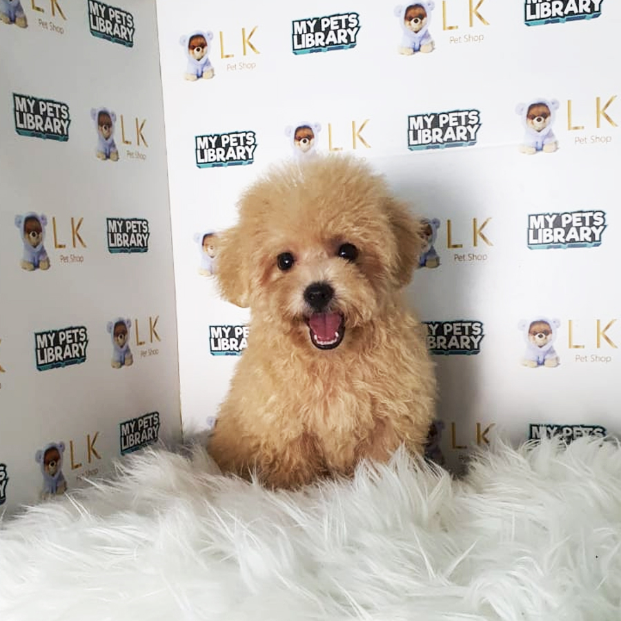 Toy Poodle Puppy (Female) For Sale