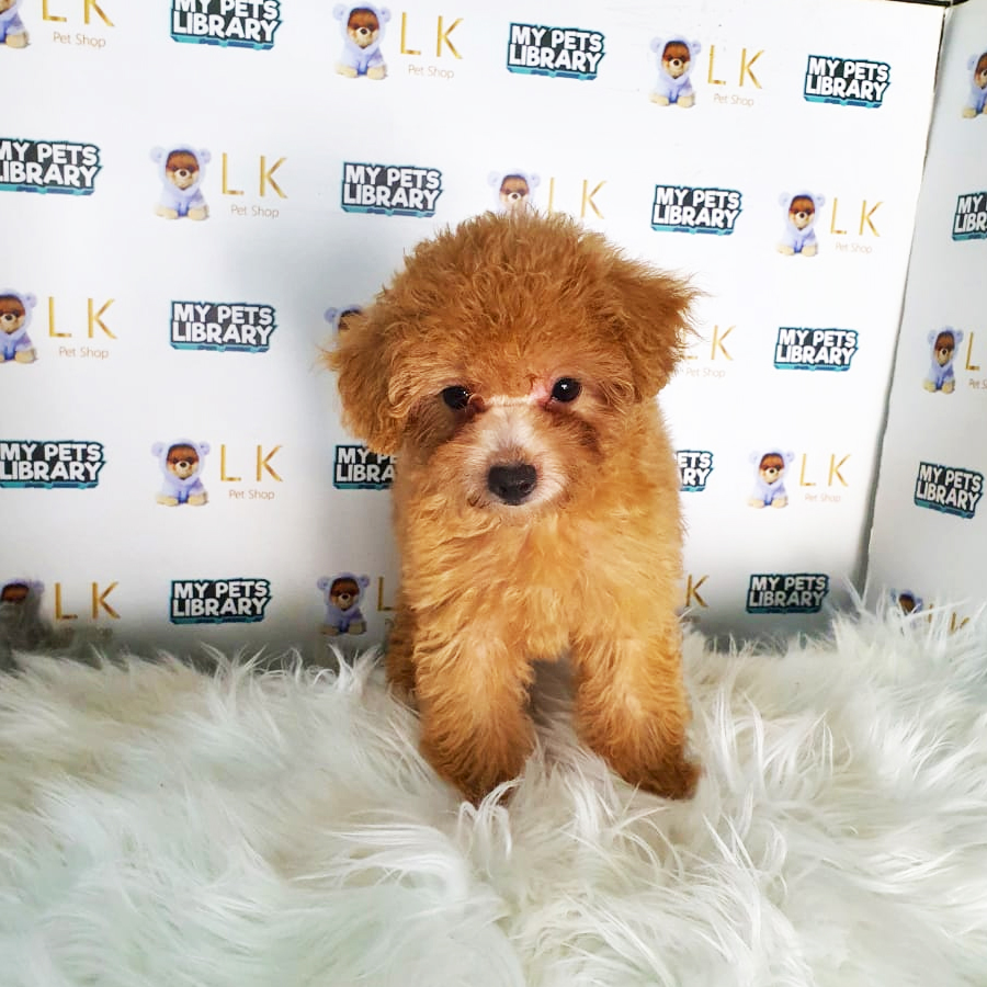 Toy Poodle Puppy (Female) For Sale
