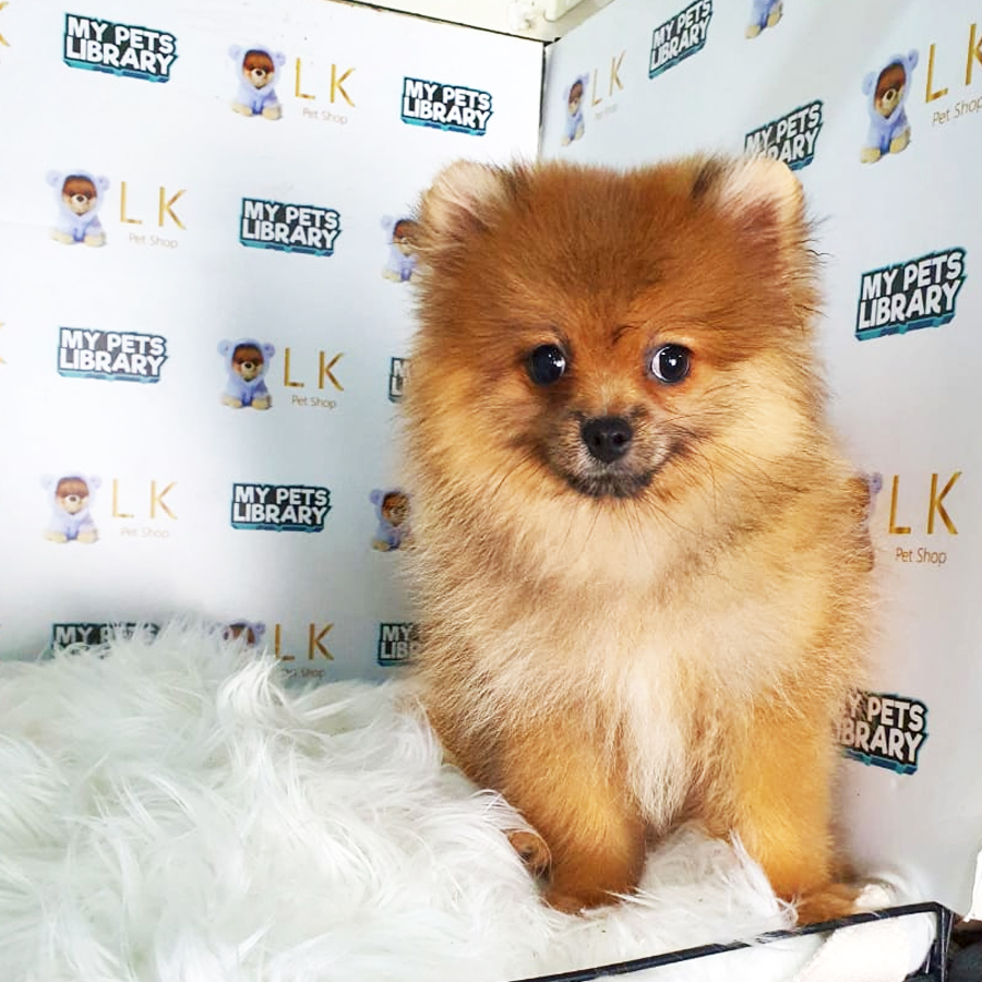 Pomeranian Puppy (Female) For Sale