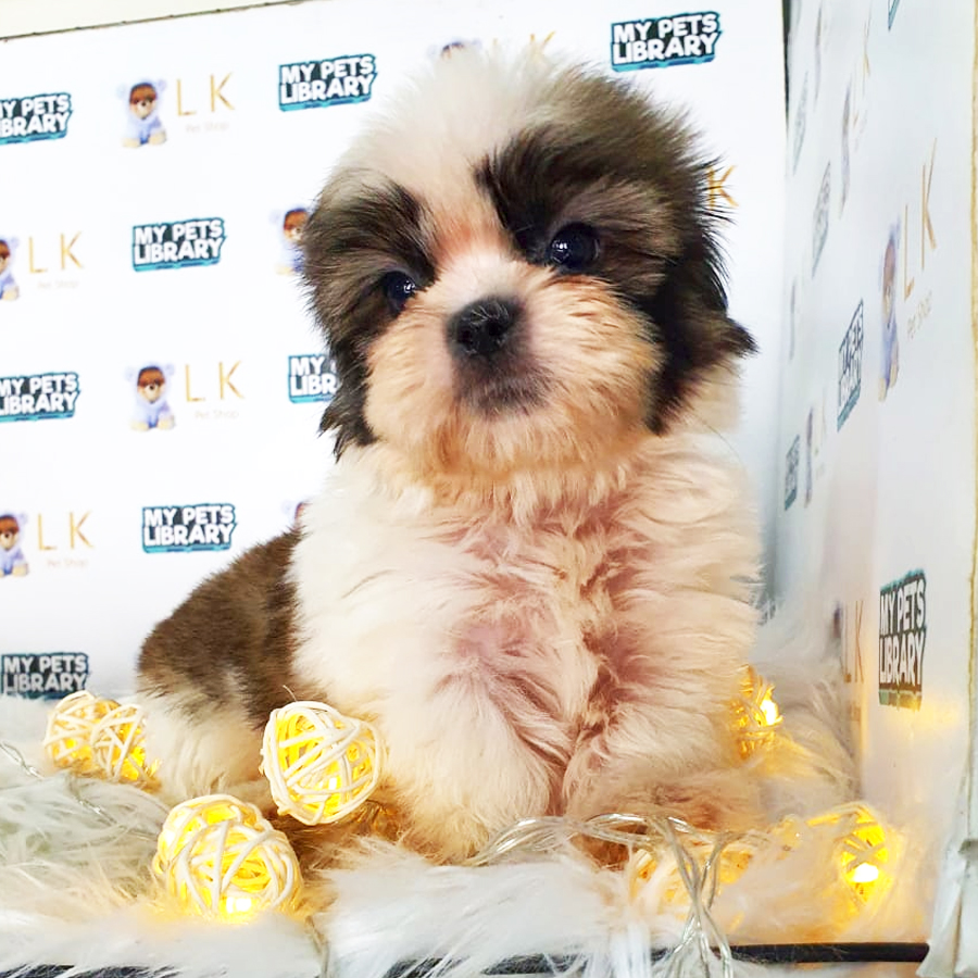 Shih Tzu Puppy (Male) For Sale