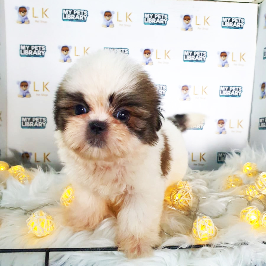 Shih Tzu Puppy (Male) For Sale