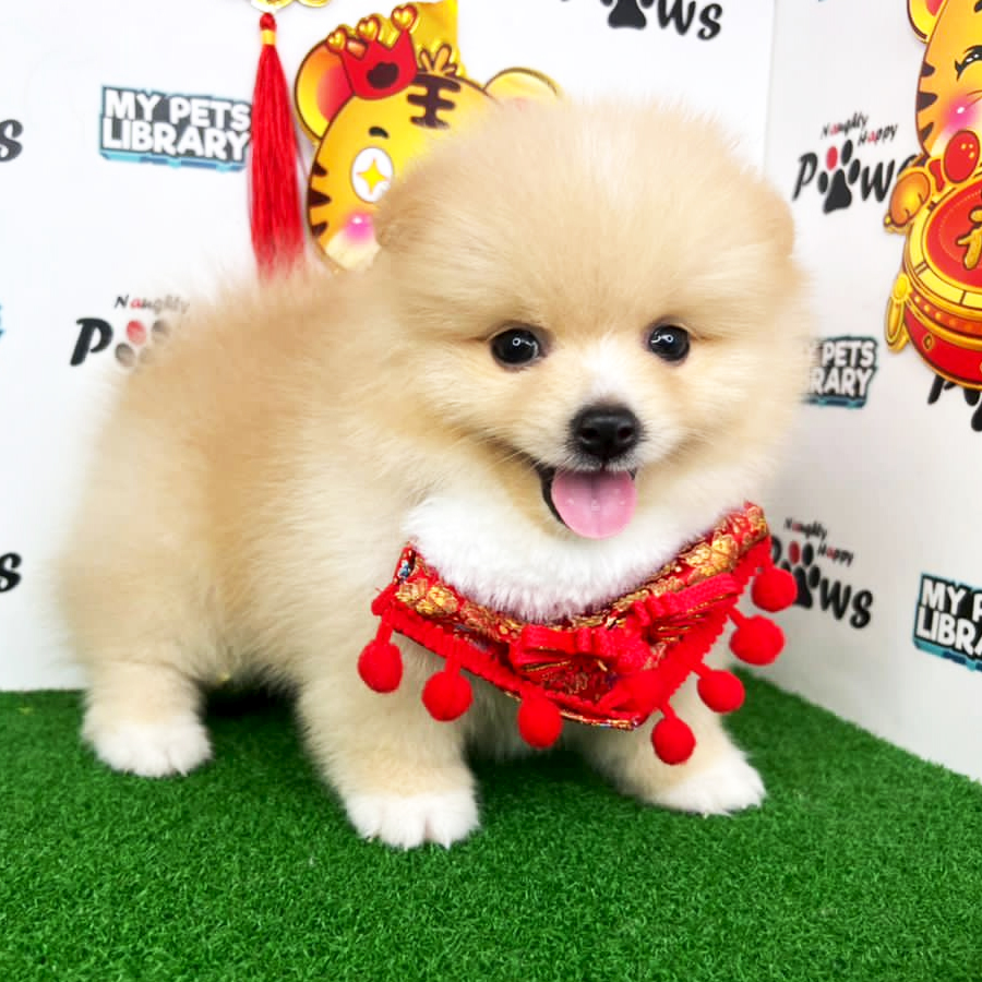 Pomeranian Puppy (Male) For Sale