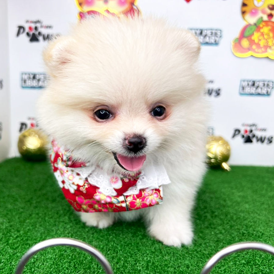 Pomeranian Puppy (Female) For Sale