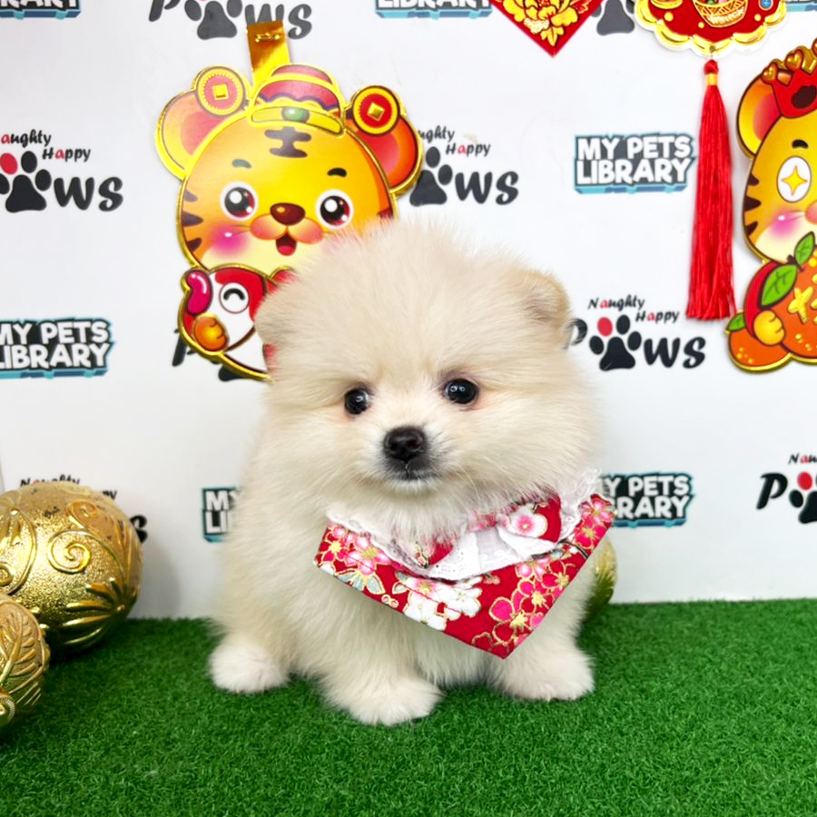 Pomeranian Puppy (Female) For Sale