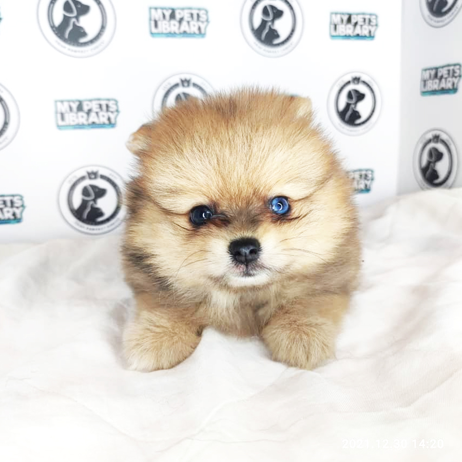 MKA Pomeranian Puppy (Male) For Sale