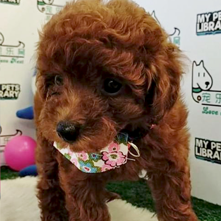 Toy Poodle Puppy (Female) For Sale