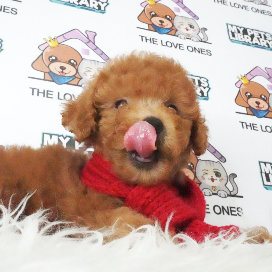 Toy Poodle Puppy (Female) For Sale