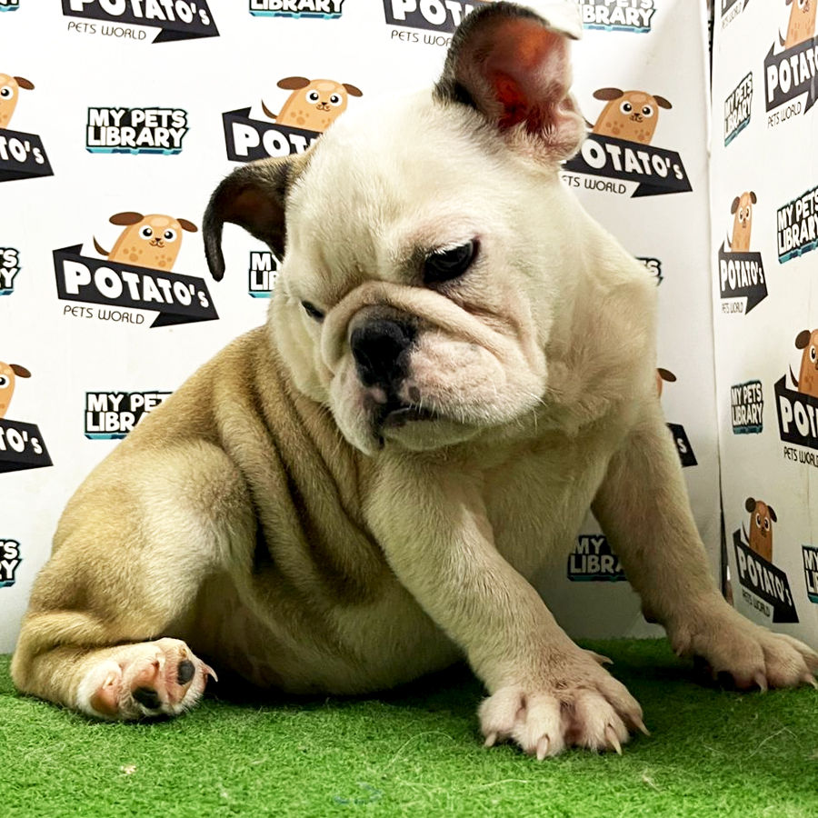 English Bulldog Puppy (Male) For Sale