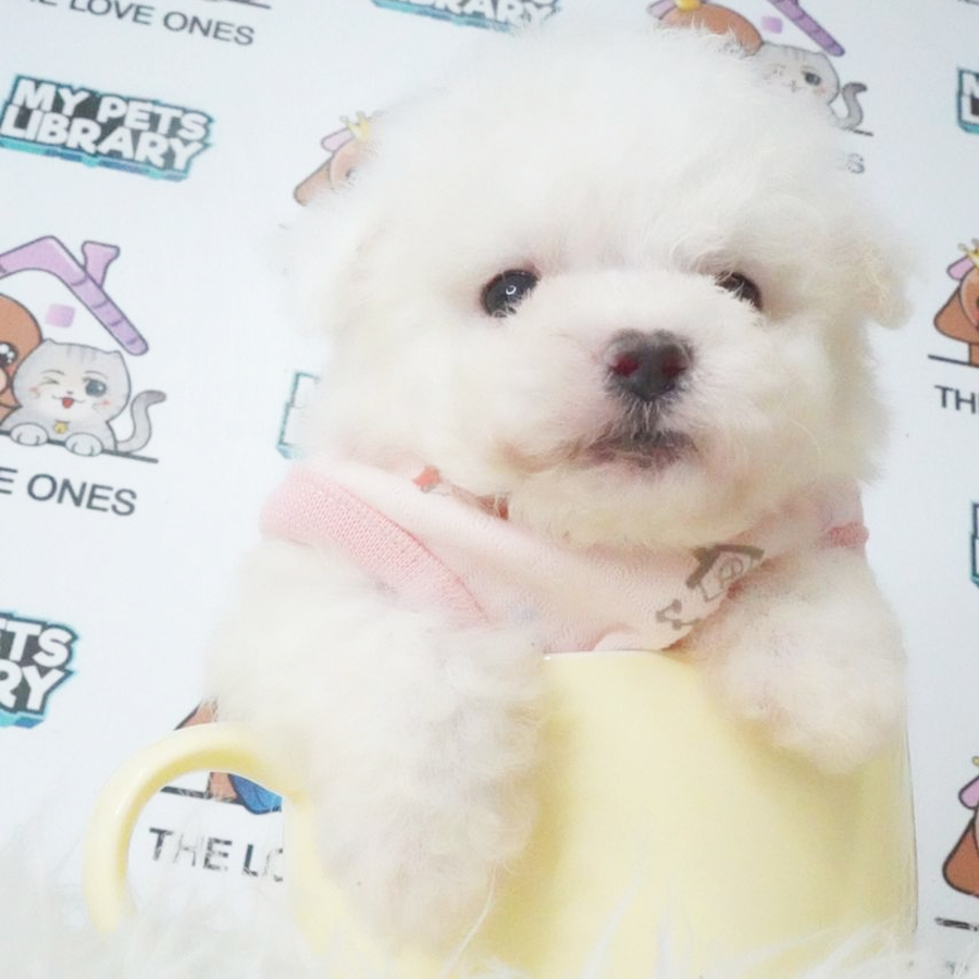 Short Leg Mini Bichon Puppy (Female) For Sale