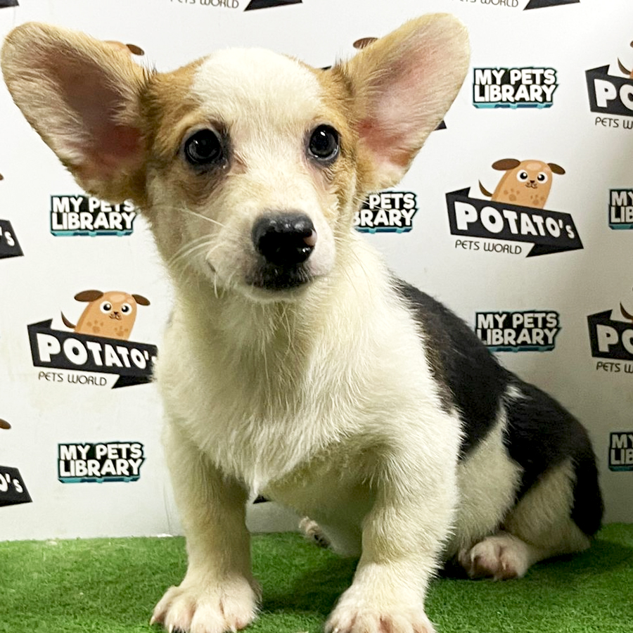 Welsh Corgi Puppy (Male) For Sale