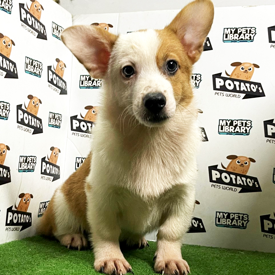 Welsh Corgi Puppy (Male) For Sale