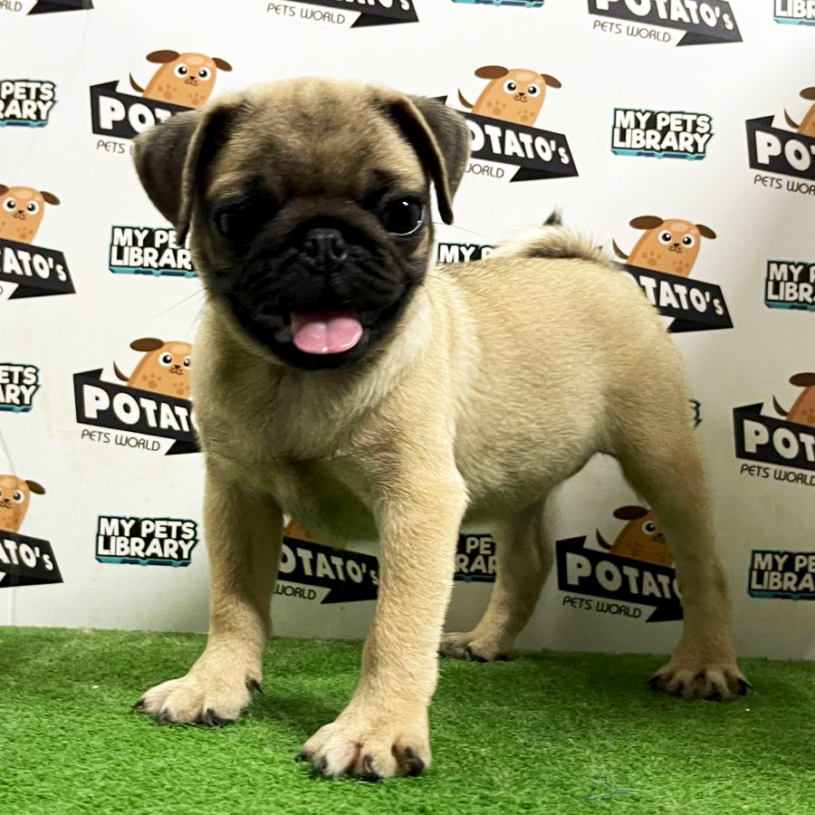 Pug Puppy (Female) For Sale