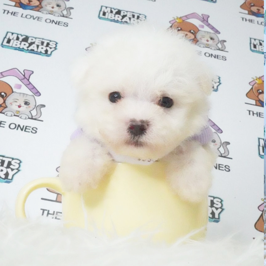 Short Leg Mini Bichon Puppy (Male) For Sale