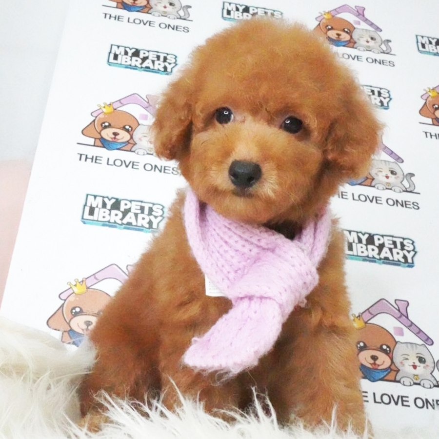 Toy Poodle Puppy (Female) For Sale