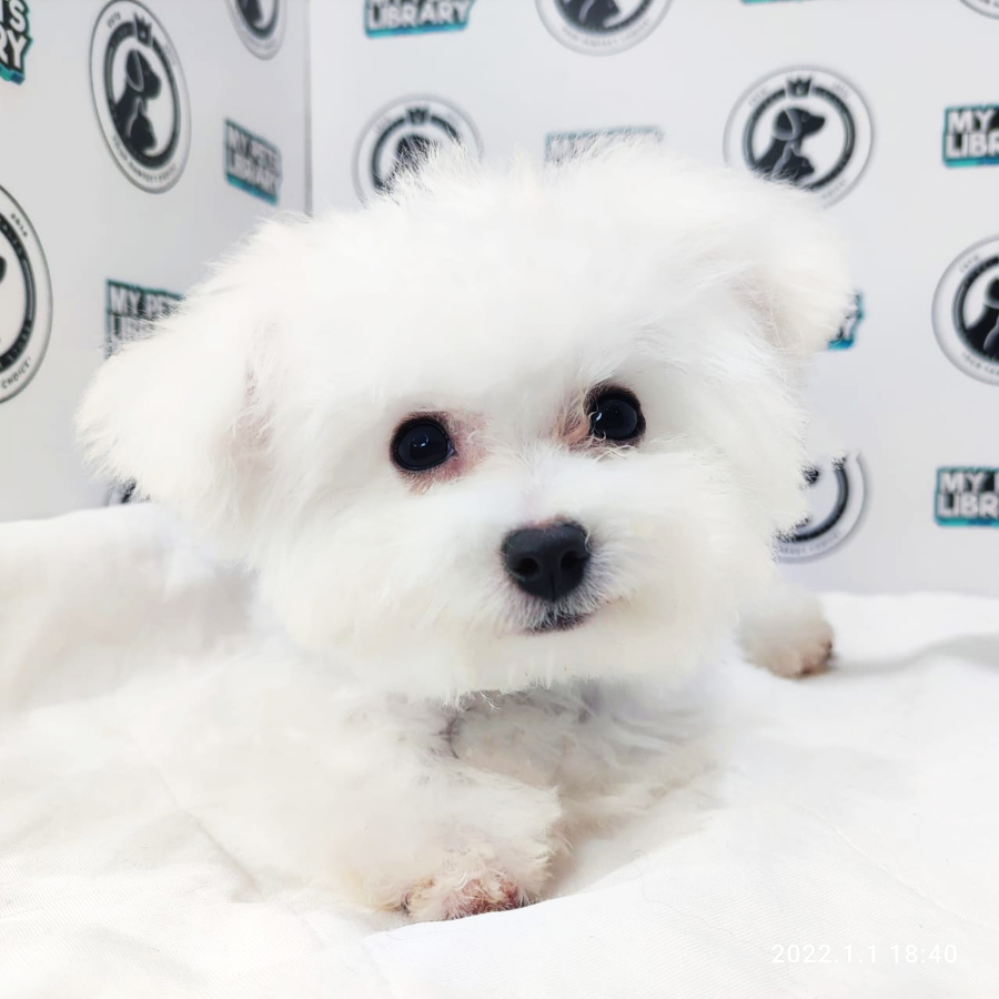 Bichon Frise Puppy (Female) For Sale