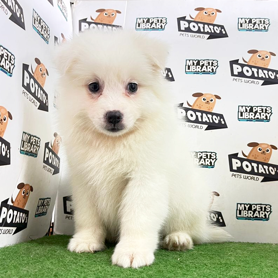 Japanese Spitz Puppy (Female) For Sale