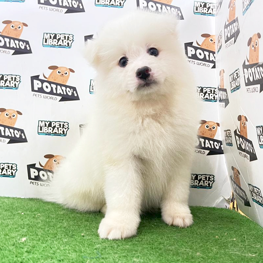Japanese Spitz Puppy (Female) For Sale