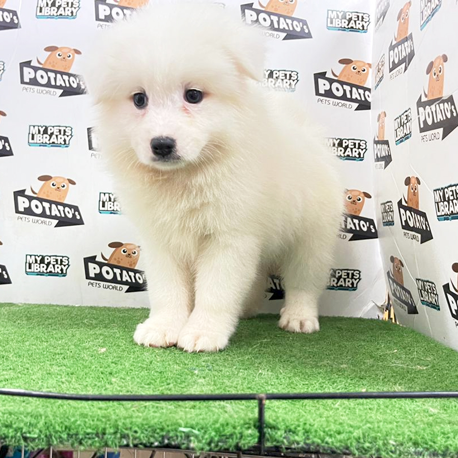 Japanese Spitz Puppy (Female) For Sale