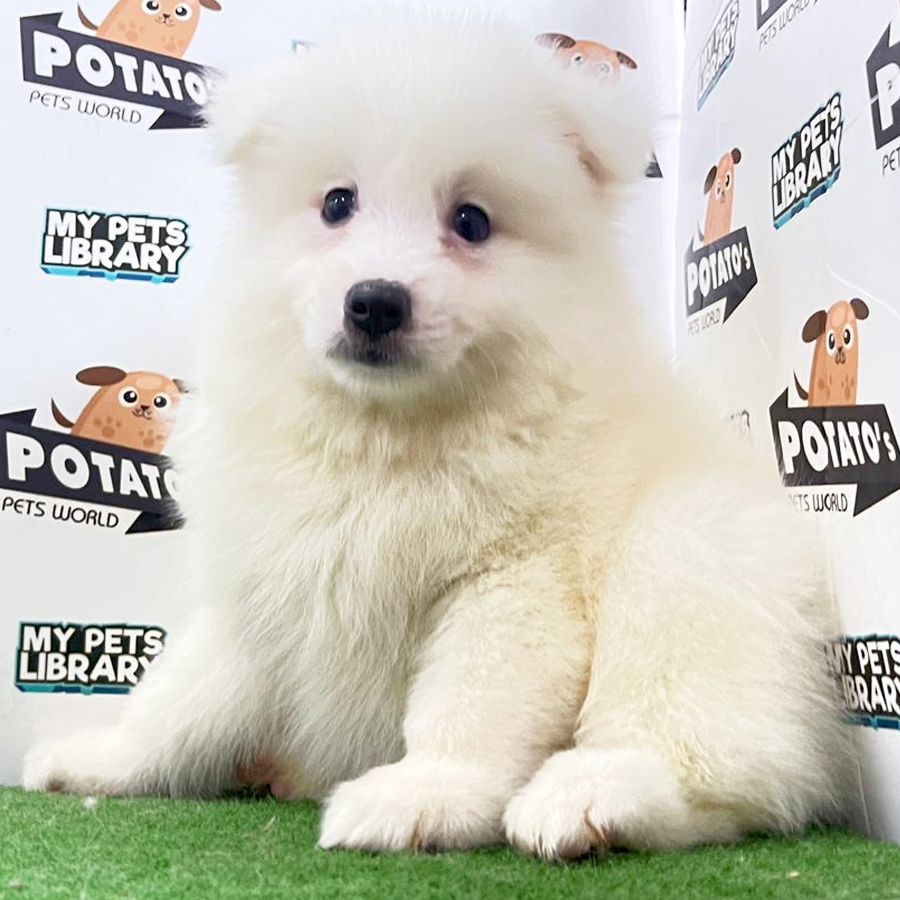 Japanese Spitz Puppy (Male) For Sale