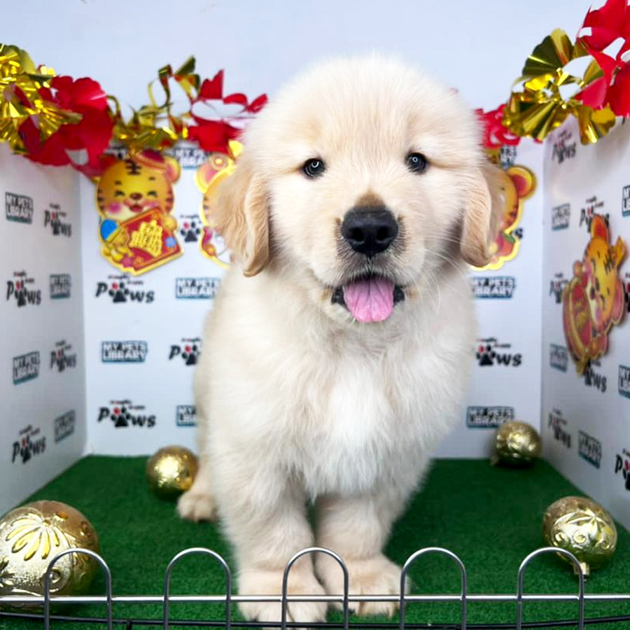 Golden Retriever Puppy (Male) For Sale