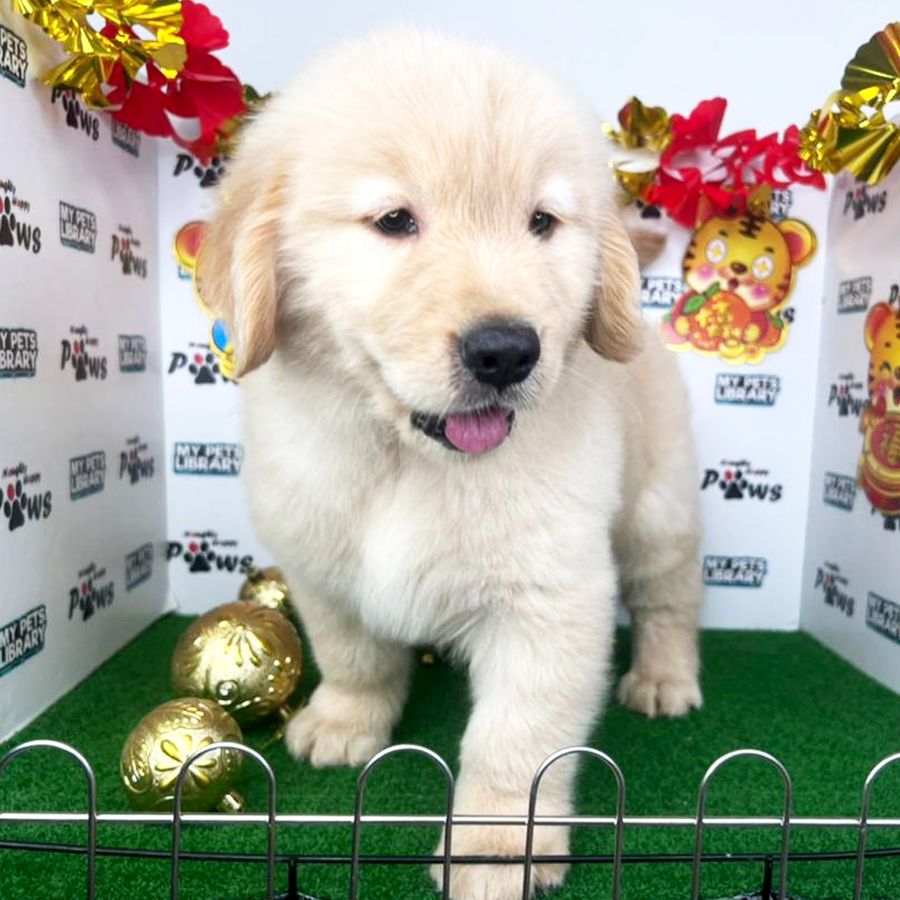 Golden Retriever Puppy (Male) For Sale