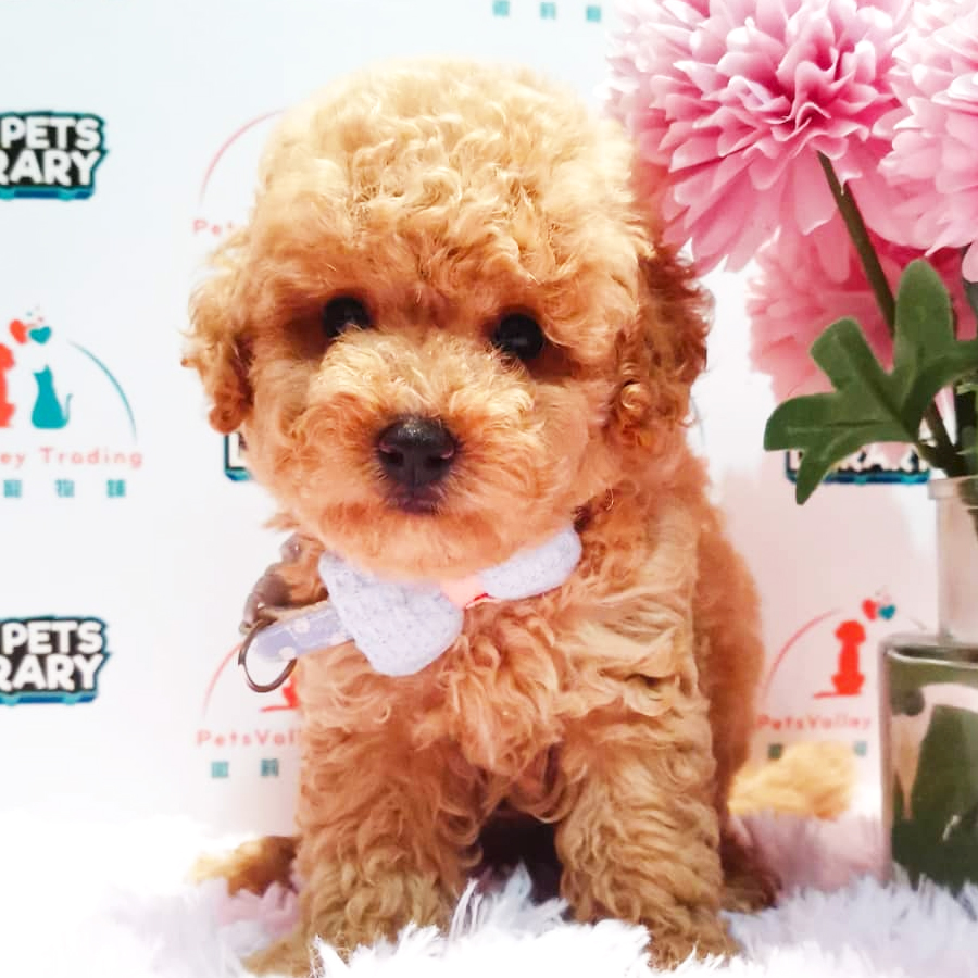 Toy Poodle Puppy (Male) For Sale